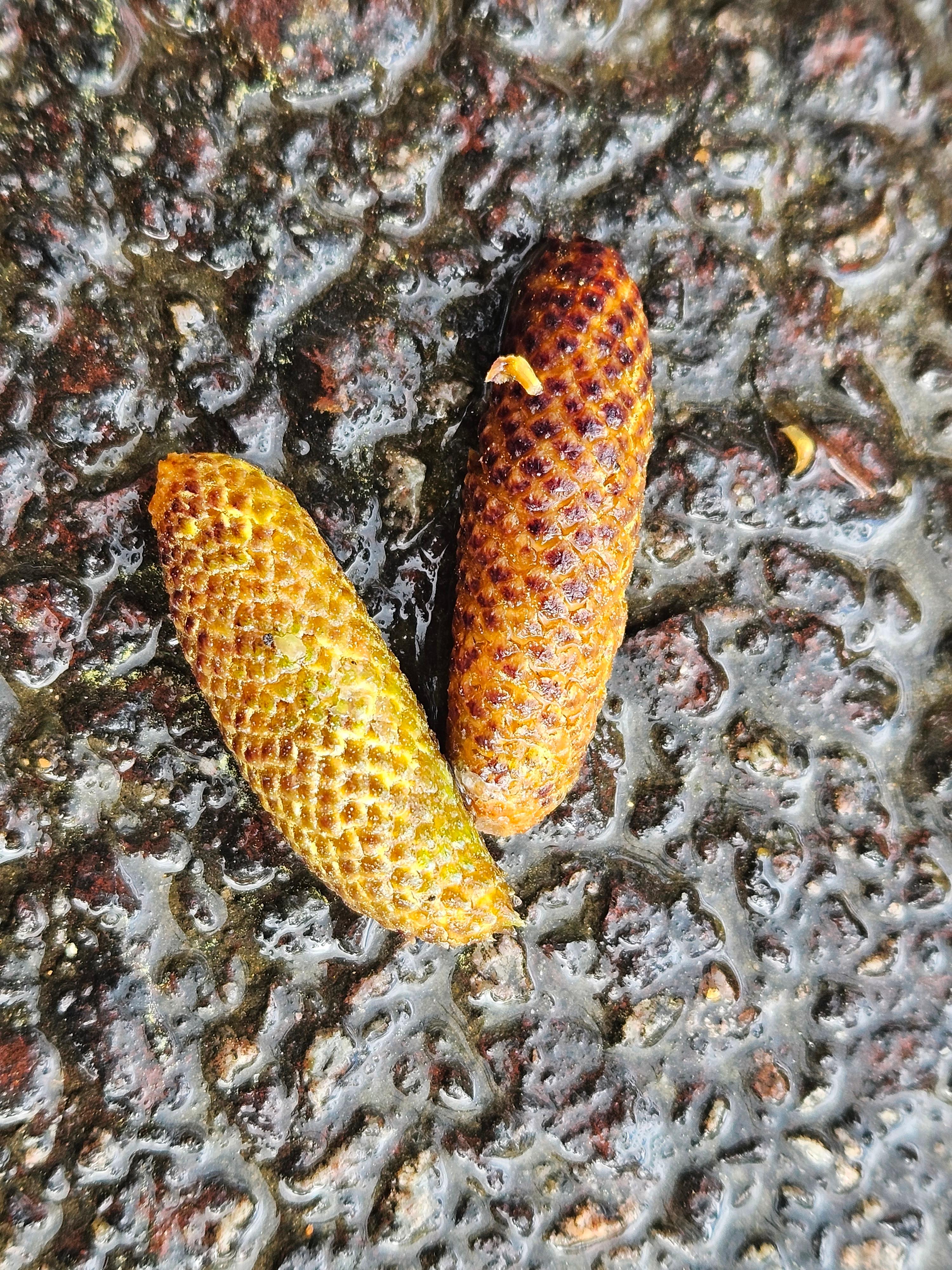 개잎갈나무 구화수1