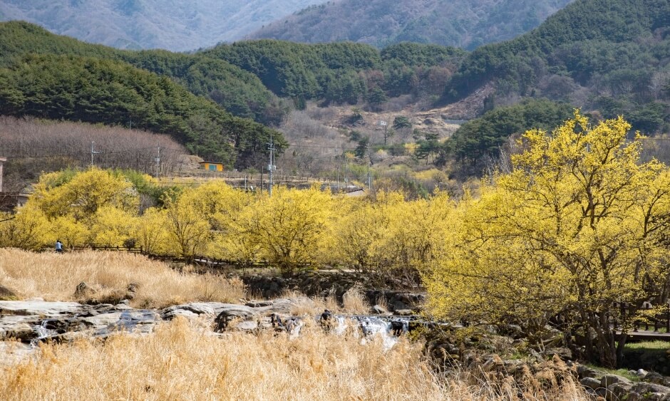 구례산수유꽃축제