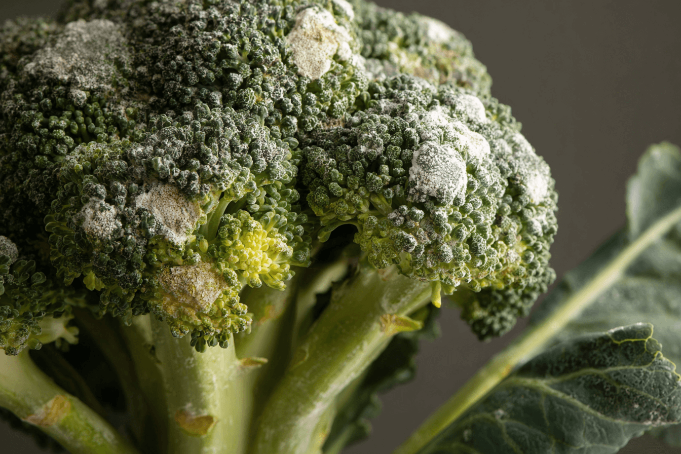곰팡이-핀-브로콜리-확대-이미지