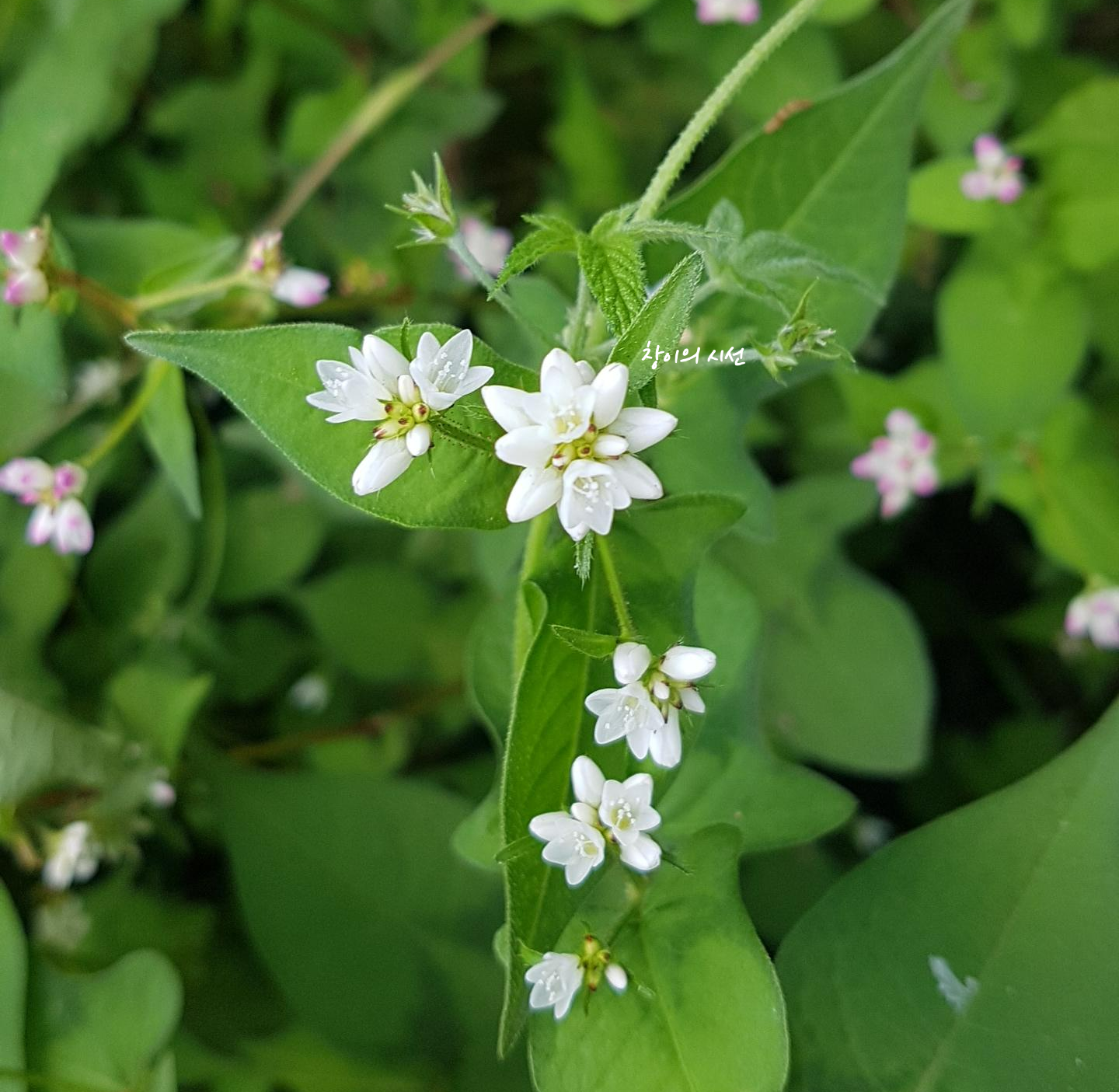 고마리 야생화 꽃말