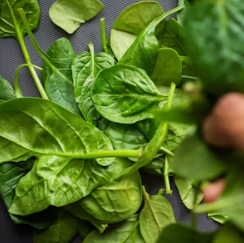 시금치 효능 부작용 고르는법 칼로리