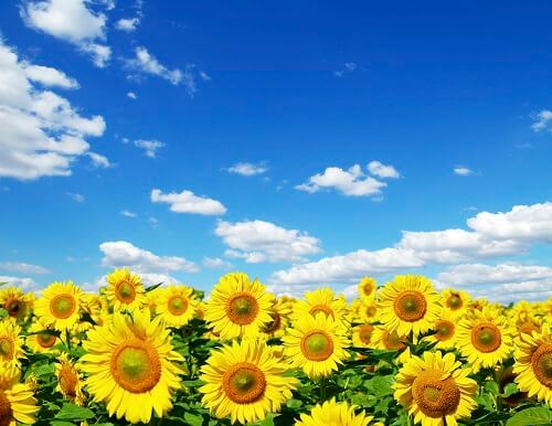 7월 꽃축제 꽃구경 인생사진 명소