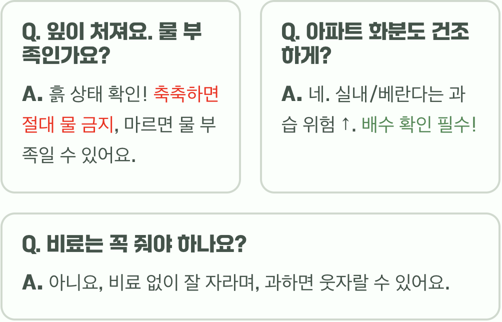 서양톱풀 물주기, 건조하게 키워야 하는 진짜 이유