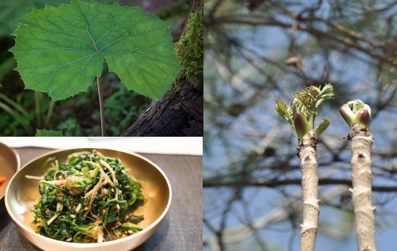 강원도의 봄나물 관련 사진 머위 참두릅 나물무침