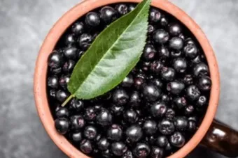 아로니아 효능 칼로리 권장섭취량_26