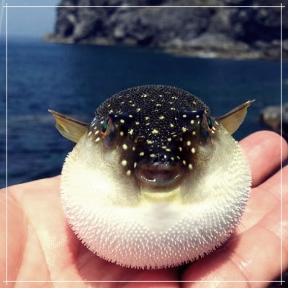 복어의 효능, 효과 그리고 부작용에 대한 자세한 분석