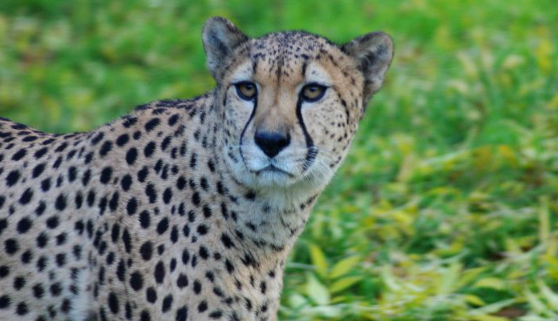 cheetah