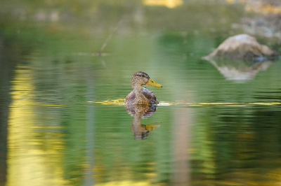 유럽 여성 최초의 자연학 연구 여행가