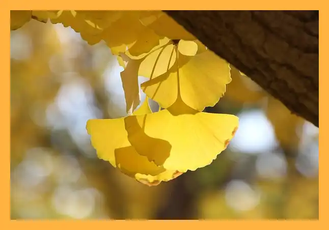 문광저수지 은행나무길