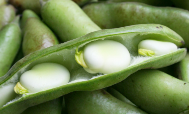 완두콩 파종시기와 심는시기 그리고 재배법 수확시기 총정리