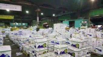 가락동 농산물 경매시세 실시간 확인 완벽 농산물 정보_5