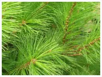 솔잎 효능수확기솔잎 효소 만드는법솔잎차세척활용법보관법까지_3