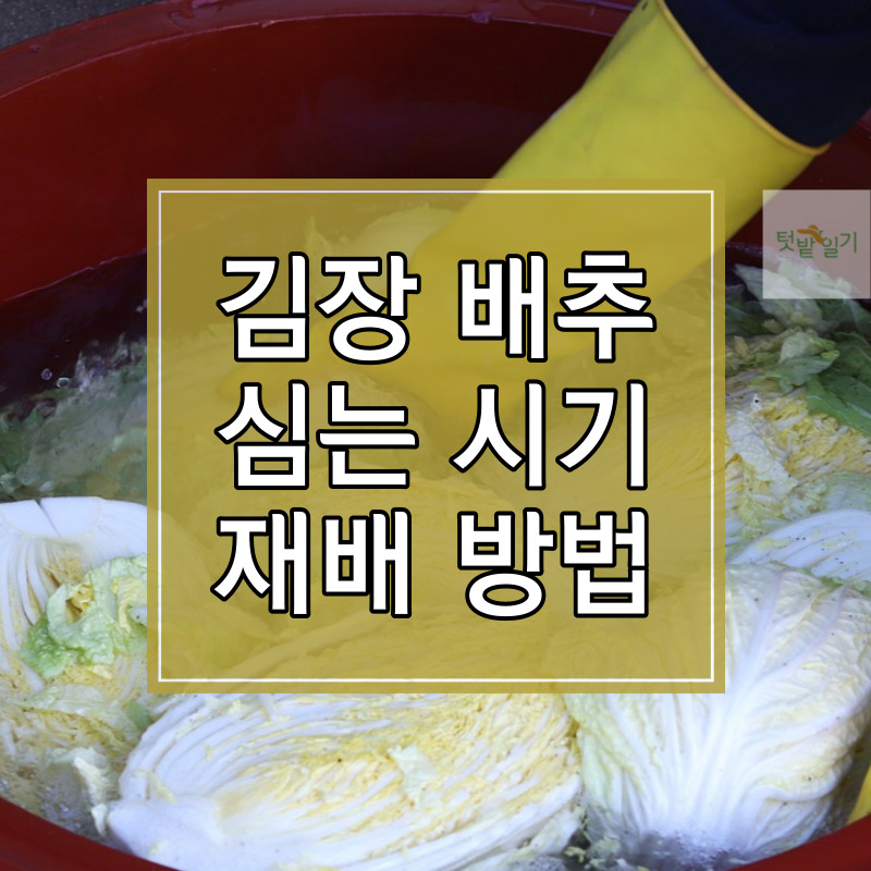 김장 배추 심는 시기 및 재배방법 썸네일