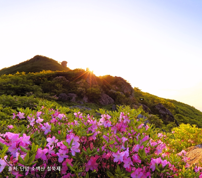 소백산 철쭉축제 명소