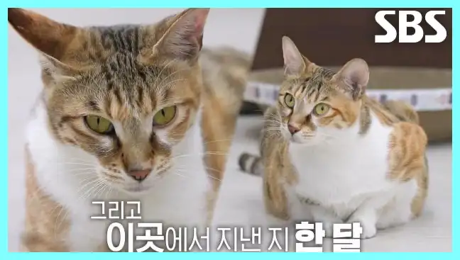 동물농장 재방송 시간 다시보기