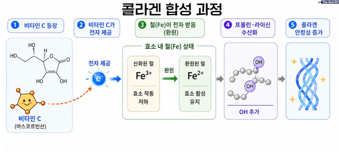콜라겐 함성과정