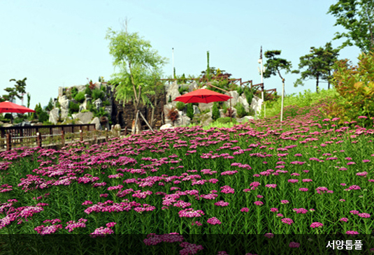 대전 한밭수목원 꽃구경