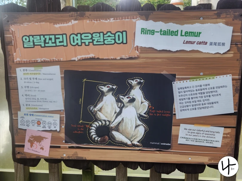 알락꼬리여우원숭이-키-몸무게-서식지-정보