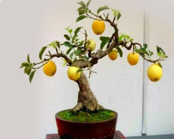 고흥 유자 축제_22