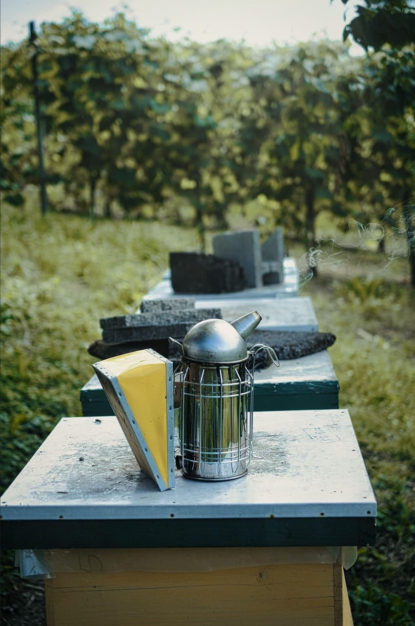 도시 초보 양봉인이라면 이 벌부터 시작하세요.