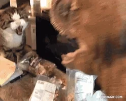 고양이 움짤 공룡과의 사투