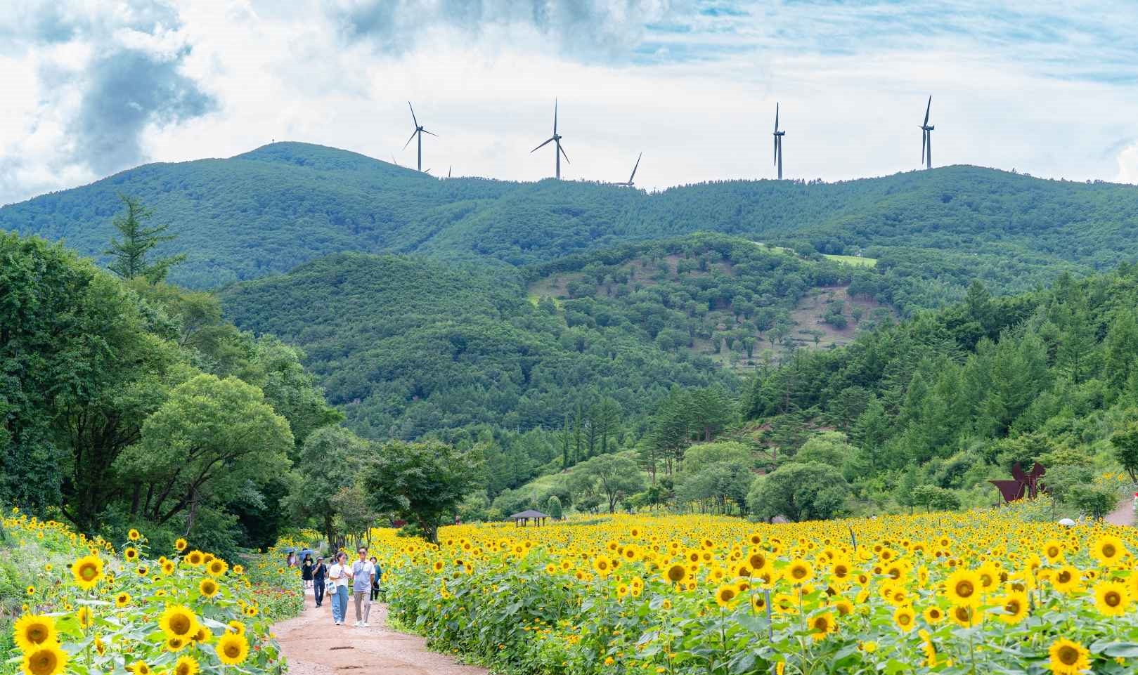 태백 해바라기축제