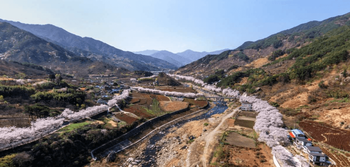 하동 화개장터 벚꽃축제 정보 2025 및 실시간 개화