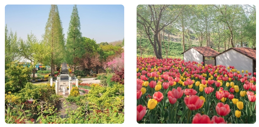 피나클랜드 튤립&불꽃축제