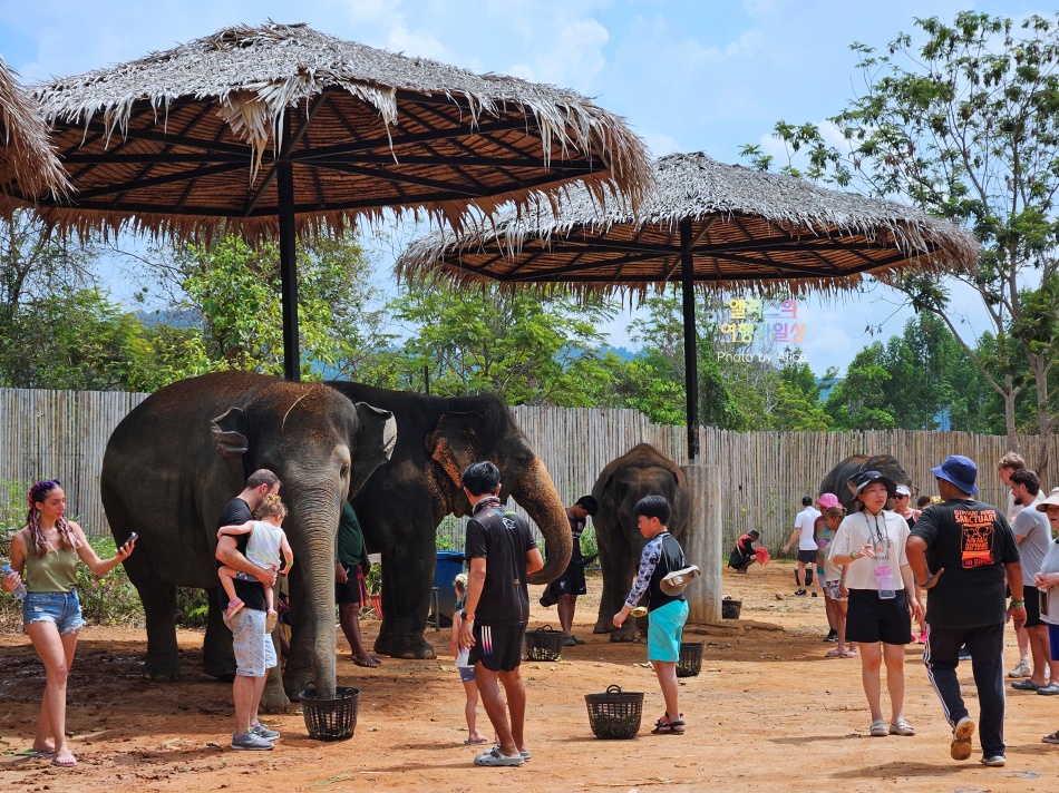 푸켓 가볼만한곳, 엘리펀트 정글 생츄어리 코끼리 샤워시키기 밥주기 후기