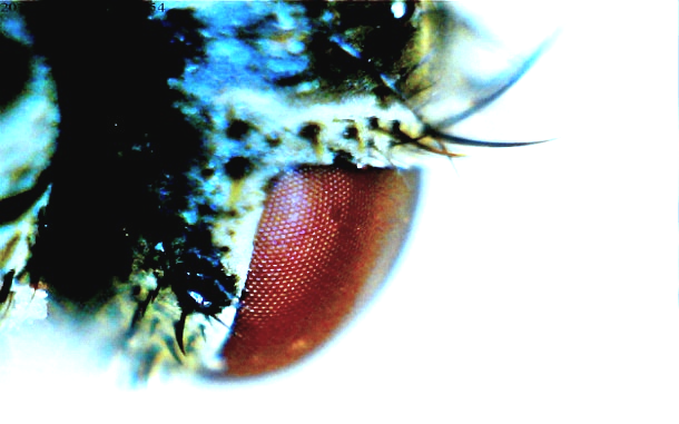 초파리 겹눈 확대사진