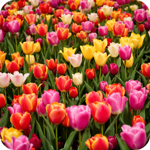 튤립 이미지
