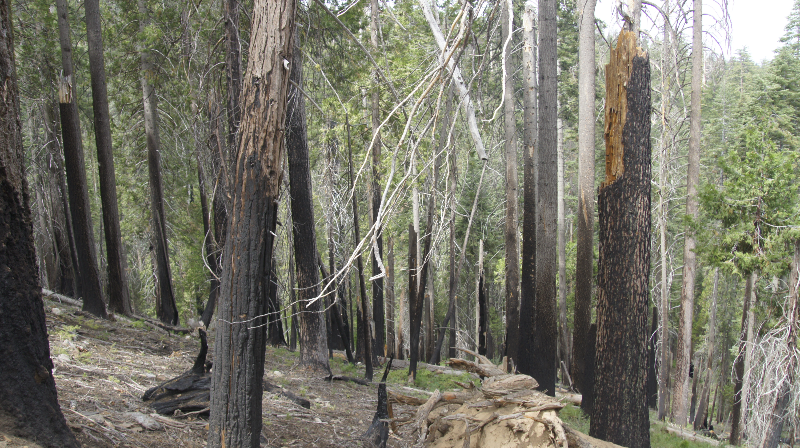 요세미티 국립공원 후기