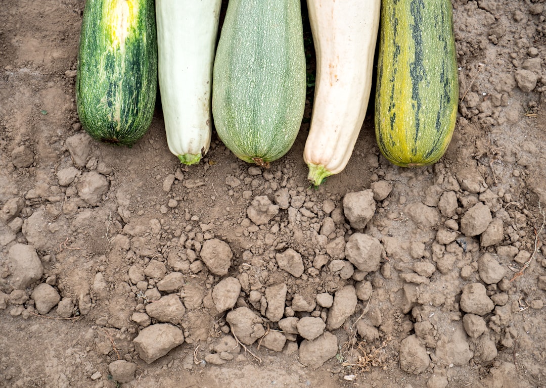 Zucchini