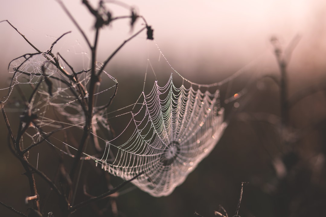 Spider