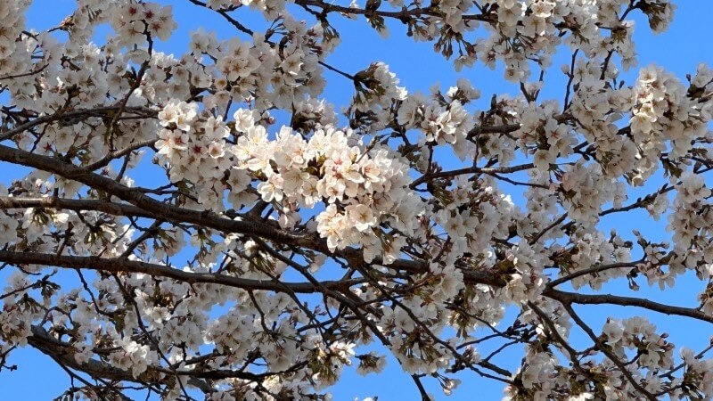 벚꽃축제 / 전라도 벚꽃축제 BEST 5/ 벚꽃명소