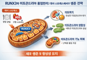 비타민 B3와 RUNX3의 대사 네트워크