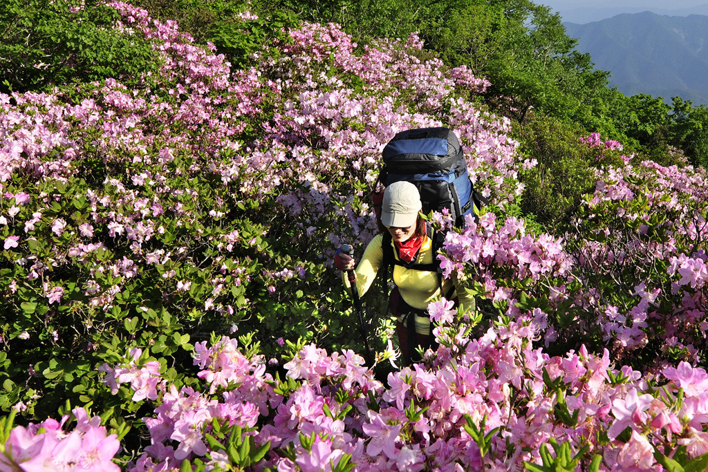 2025 두위봉 철쭉축제 & 산맥페스티벌 일정·등산코스·공연 총정리 (6.13~14)