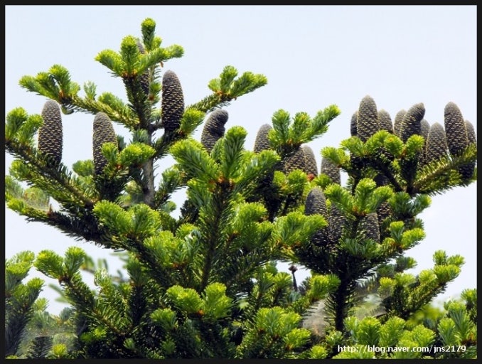 구상나무 대표목 관련 사진