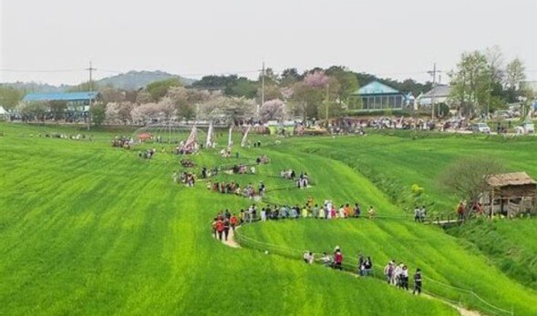 2025 고창청보리밭 축제 : 도깨비&amp;#44; 폭싹속았수다 촬영지 고창청보리밭 축제