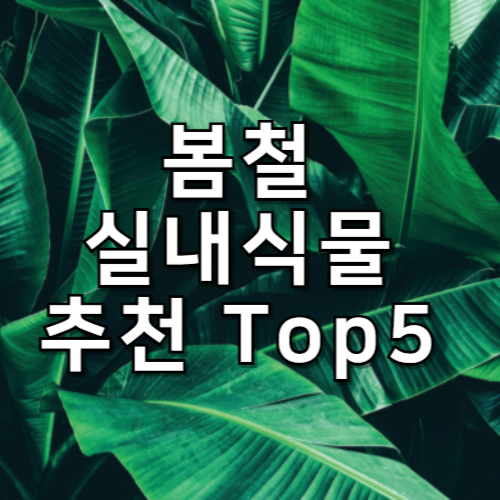 봄철 실내 식물 추천 Top5: 실내 공간을 아름답게!