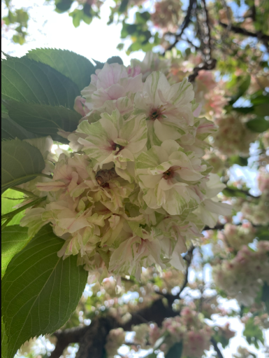 서산 개심사 겹벚꽃·청벚꽃 개화상황