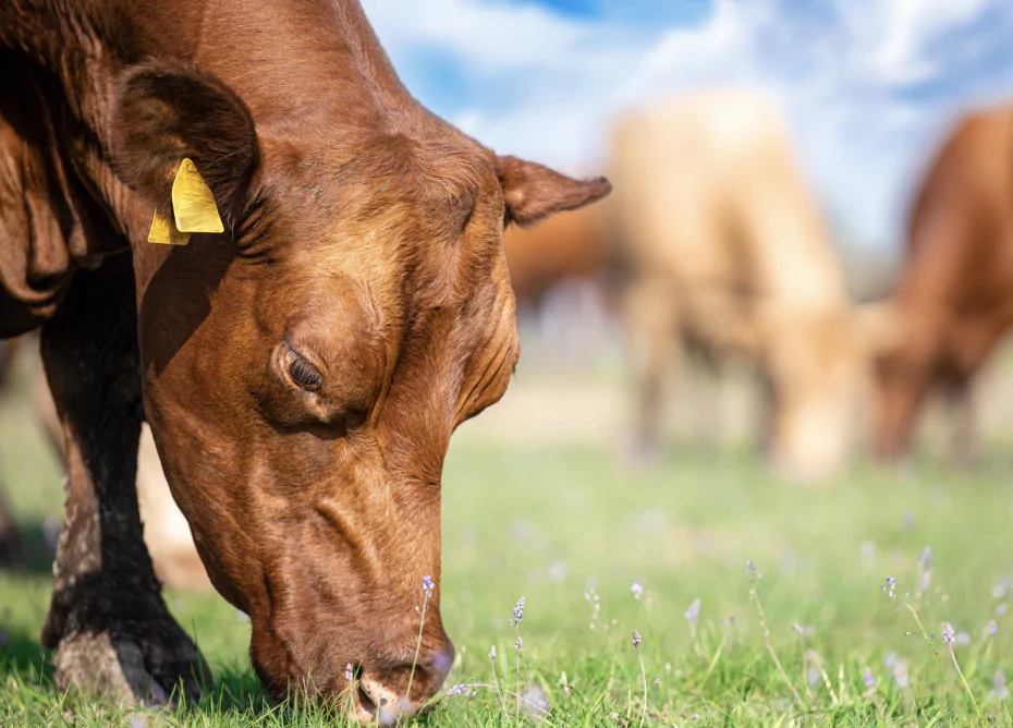 소 여물 먹는 모습