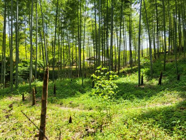 아라시야마-대나무숲