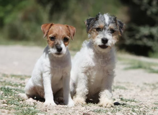 Rat Terrier/출처:어도비스톡 