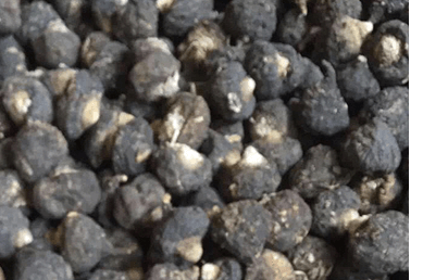 블랙마카의 효능과 부작용