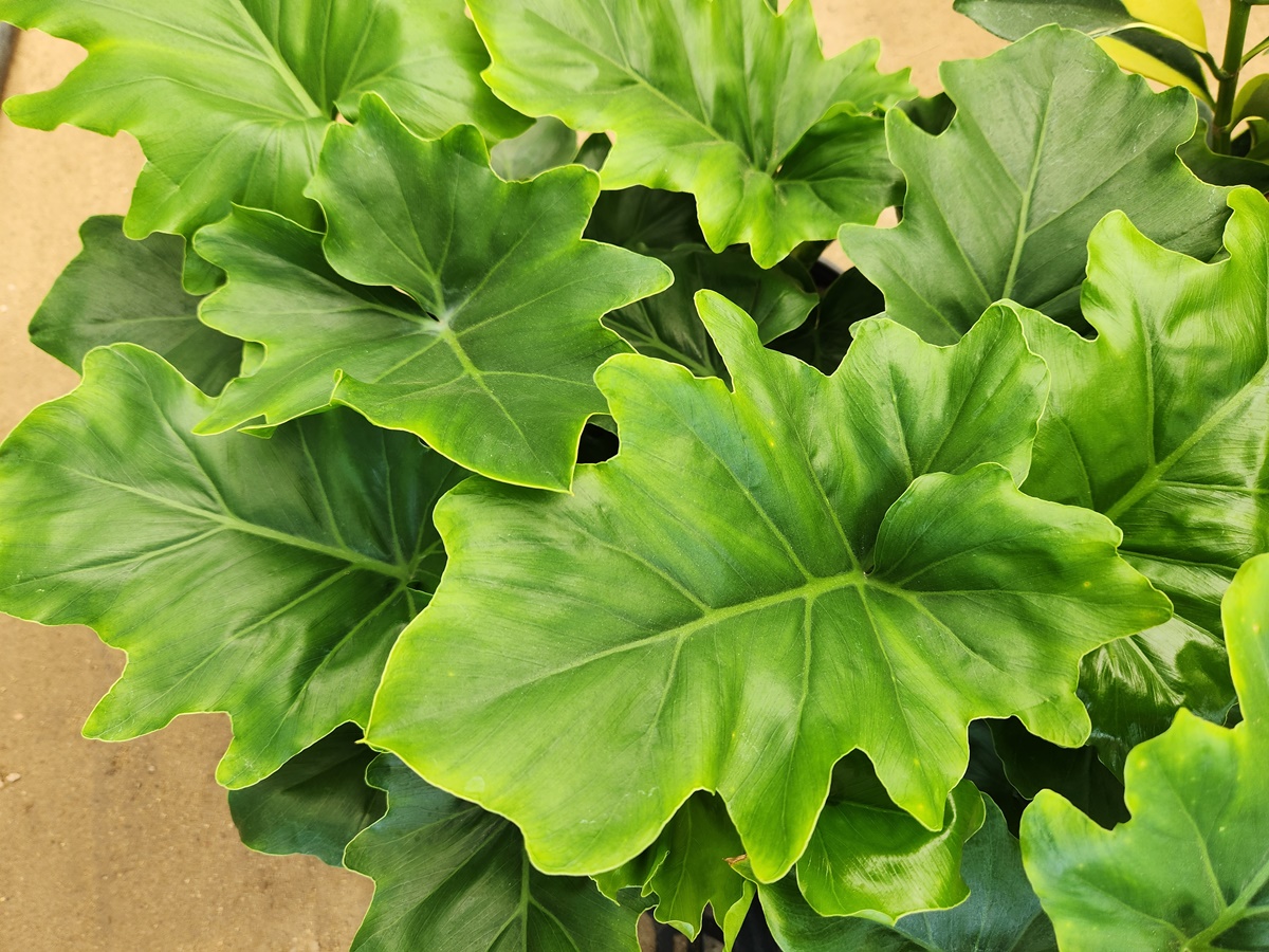 필로덴드론 호프셀럼