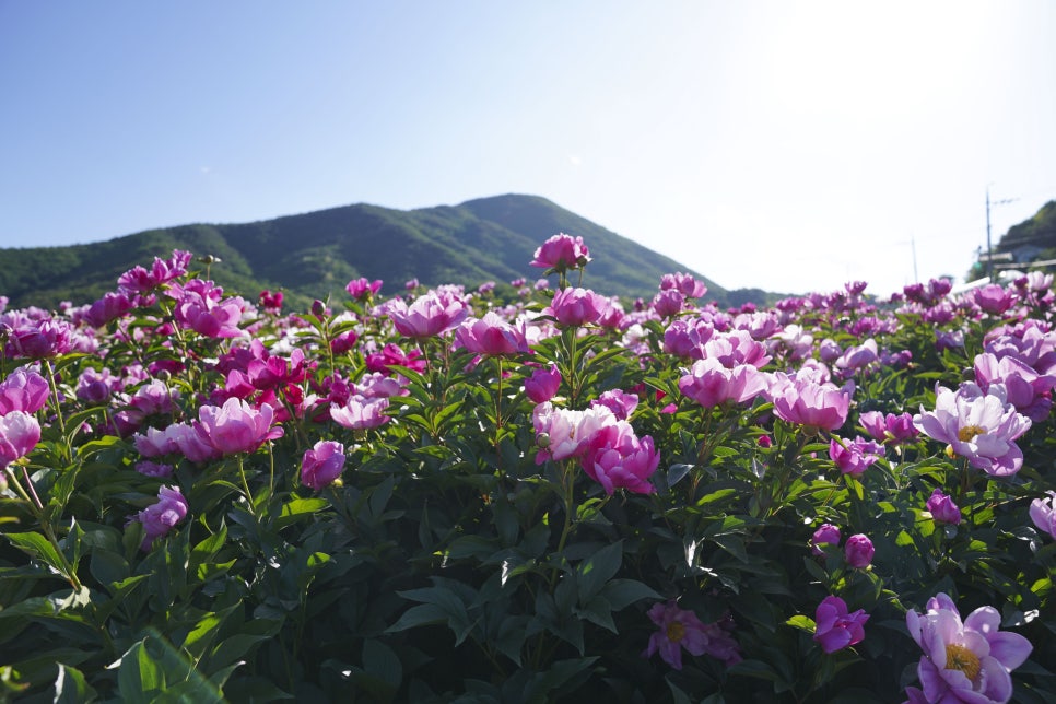 [5월 여행]영천작약꽃축제❘영천 삼창리·정각리 작약꽃밭, 그리고 보현산약초식물원까지