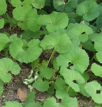 머위 효능과 부작용 고르는법 먹는법 칼로리