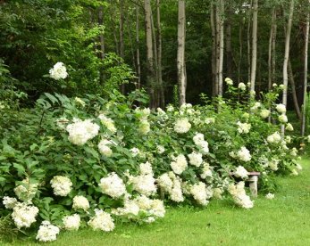 전라도 수국명소 추천 7곳, 수국이 만개한 아름다운 여름을 걷다