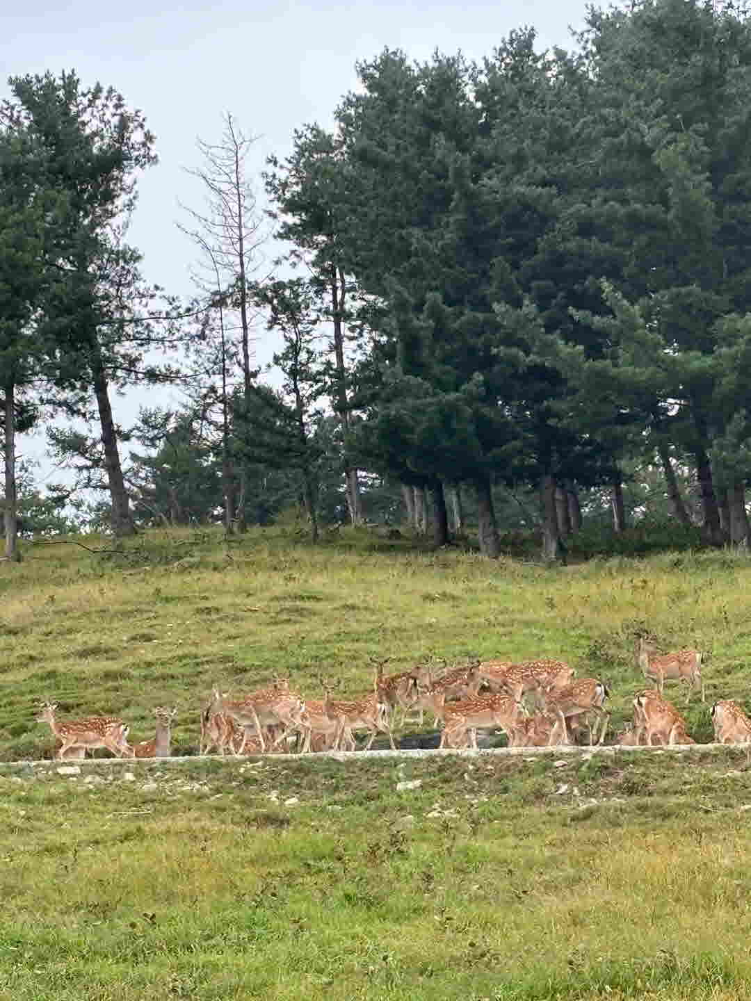 초록뿔언덕 카페